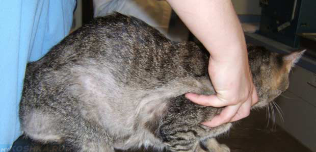 Остановка роста шерсти у кошки после стрижки в некоторых местах проплешины