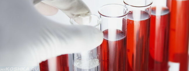 Анализ крови в прозрачных пробирках в лаборатории