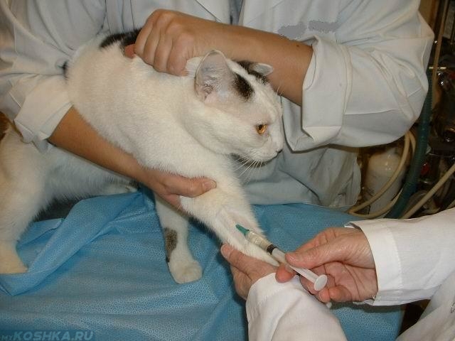 Забор анализов для проверки энтерита у кошки