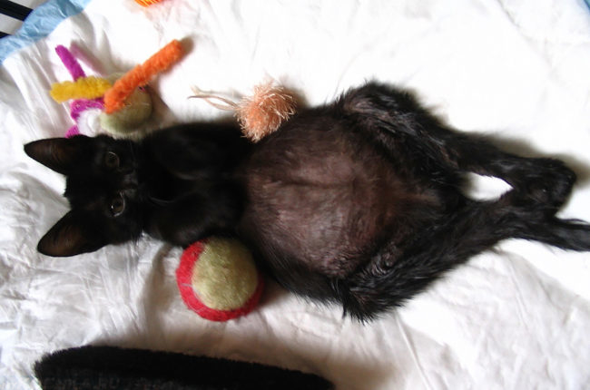 Симптом асцита у черной кошки на белом покрывале
