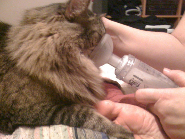 Приступ астмы у коричневой пушистой кошки