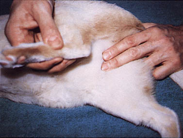 Прощупывание бедренного пульса на задних лапах у кошки