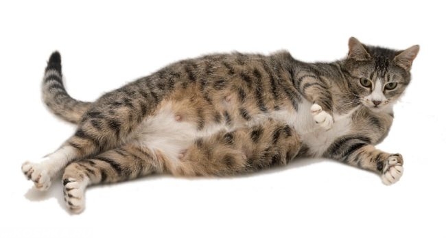 Беременная коричневая полосатая кошка на белом фоне