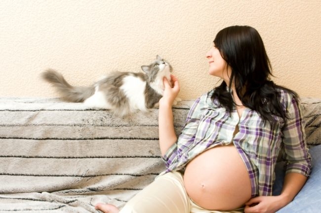 Беременная женщина на диване и серая пушистая кошка
