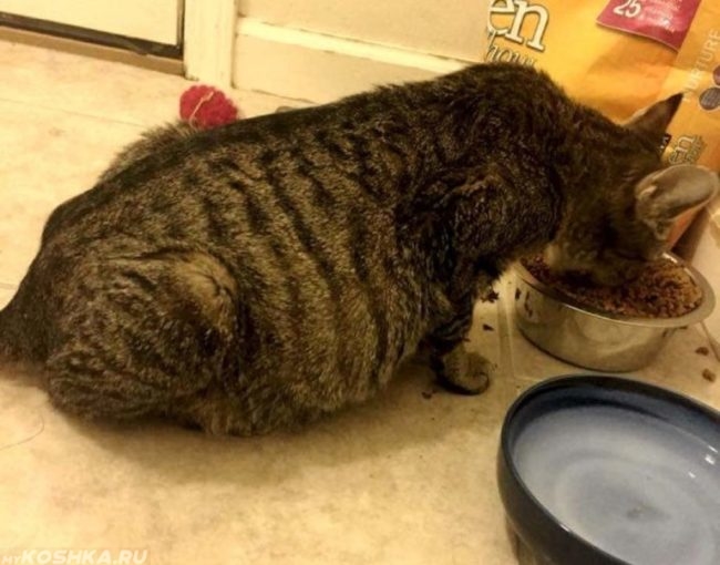 Коричневая полосатая беременная кошка и миска с едой на полу