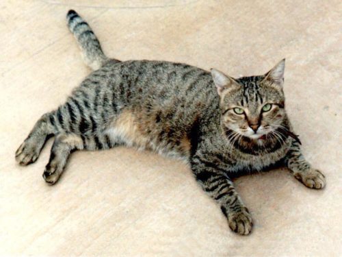 Серый полосатый беспородный кот лежит на полу