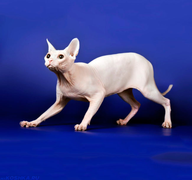 Кошка породы канадский сфинкс на синем фоне