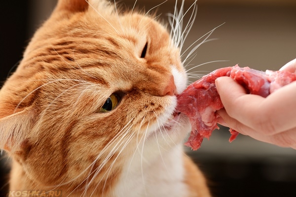 Рыжая кошка ест мясо