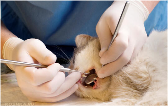 Ветеринар шлифует передние зубы кота удаляя зубной камень