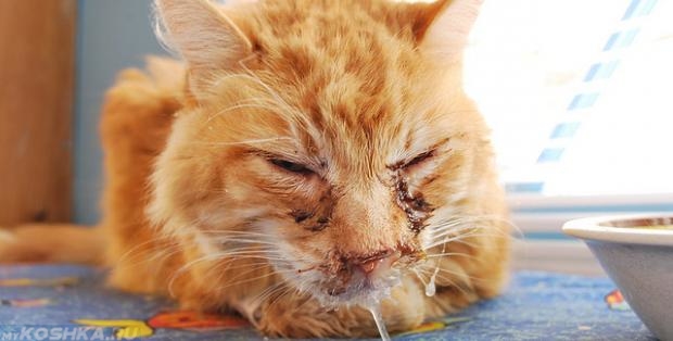 Кот с микоплазмозом на морде