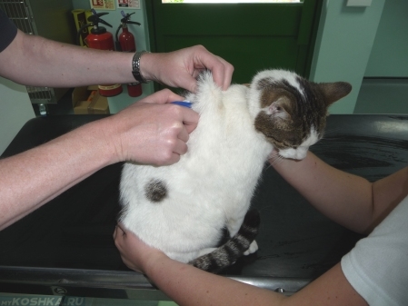 Чипирование кошки в ветеринарной клинике