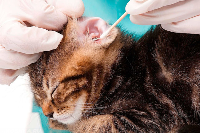 Процедура очистки уха у коричневой полосатой кошки