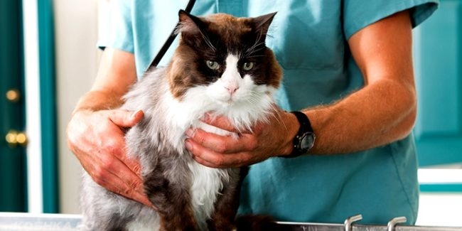 Пушистый кот стоит на ветеринарном столе придерживаемый ветеринаром в голубом халате