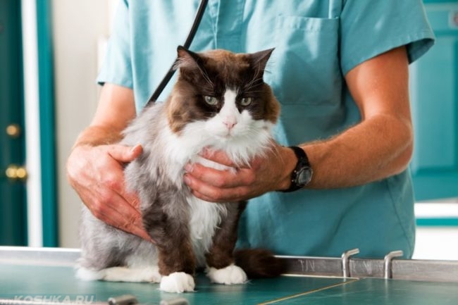 Процедура диагностики пушистого кота на ветеринарном столе
