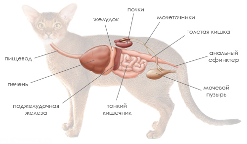 Схема строения ЖКТ кошек
