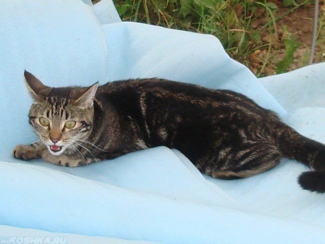 Затрудненное дыхание у коричневого кота лежащего на ткани