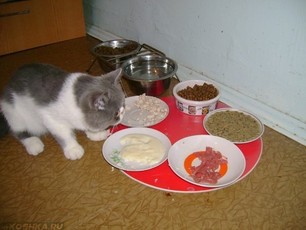 Смешанный приём у кошки пищи несколько мисок