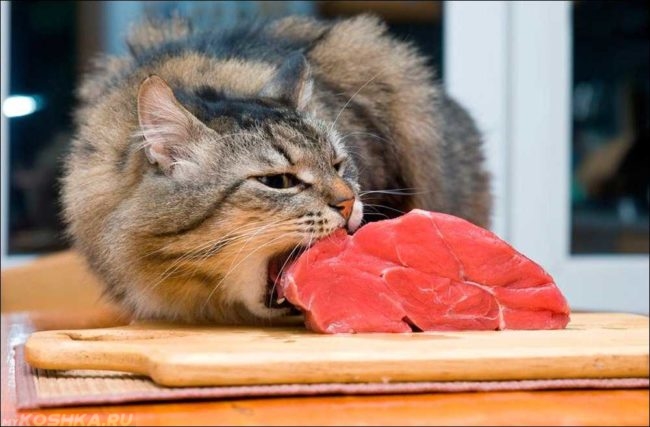 Кошка ест кусок мяса