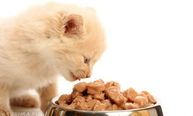 Светлый котик ест корм из миски
