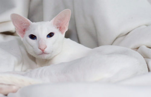 Белая кошка породы форинвайт лежит на белом одеяле