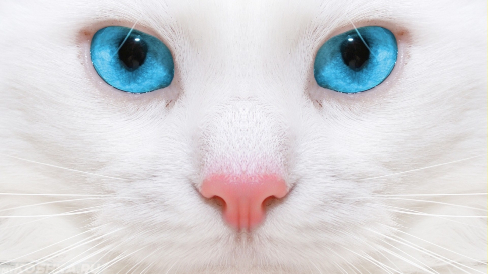 Кошки с голубыми глазами