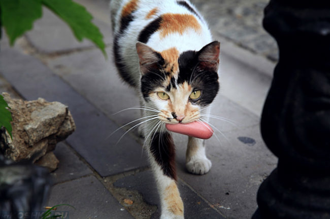 Разноцветная кошка на улице с сосиской в пасти