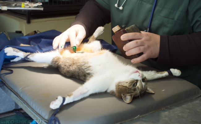 Кошка на столе у ветеринара перед операцией