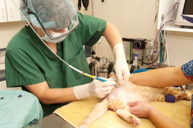 Операция по удалению опухоли у кота на хирургическом столе
