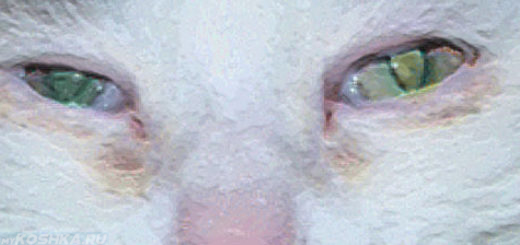 Хламидиоз у кошки на морде