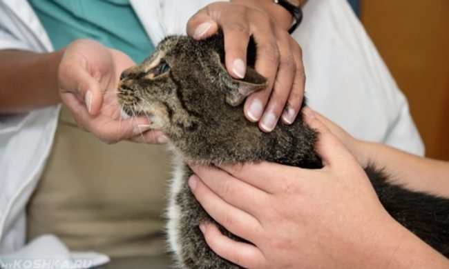 Кошка на приеме у ветеринара