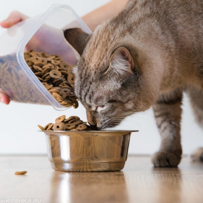 Серый полосатый кот ест сухой корм на полу из миски