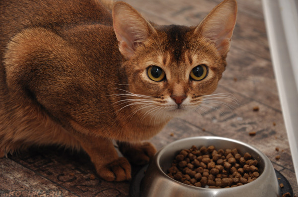 Кот ест корм из миски
