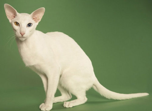 Белая короткошерстная кошка на зеленом фоне