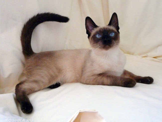 Сиамская кошка с голубыми глазами на белой поверхности
