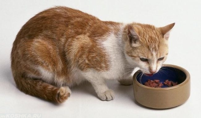 Рыжая кошка ест из коричневой миски на полу