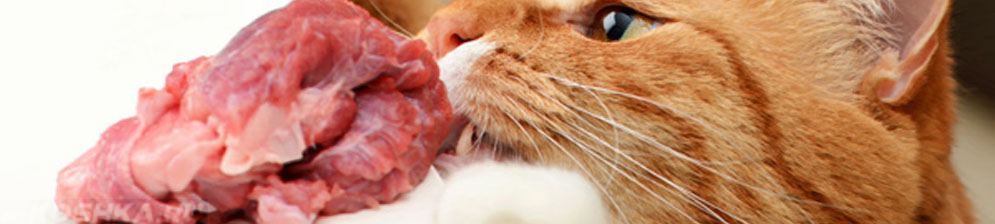 Кошка тащит со стола сырое мясо