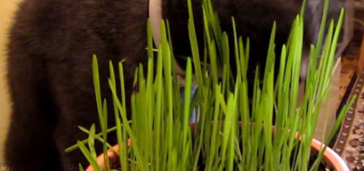 Кошка ест траву из мишки выращенную в домашних условиях