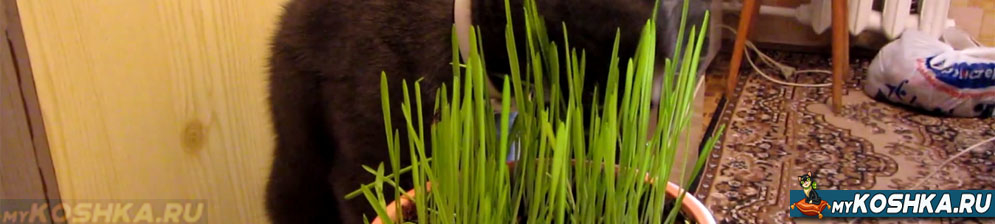 Кошка ест траву из мишки выращенную в домашних условиях