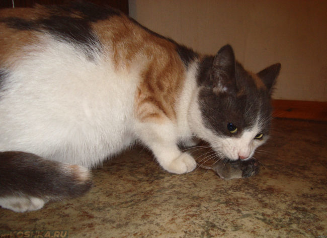 Кошка поймала серую мышь на полу