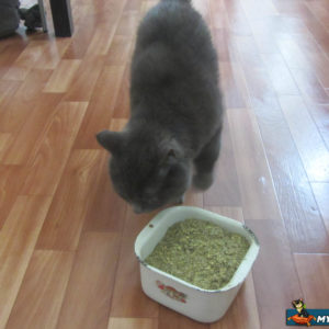 Британская кошка и миска с травой валерьяны