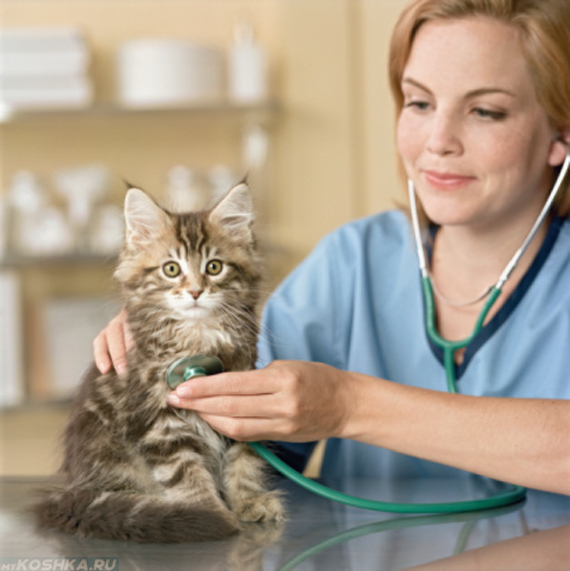 Ветеринар в голубой форме слушает кошку