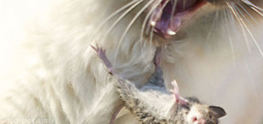 Стерилизованная кошка ловит и охотится на мышку