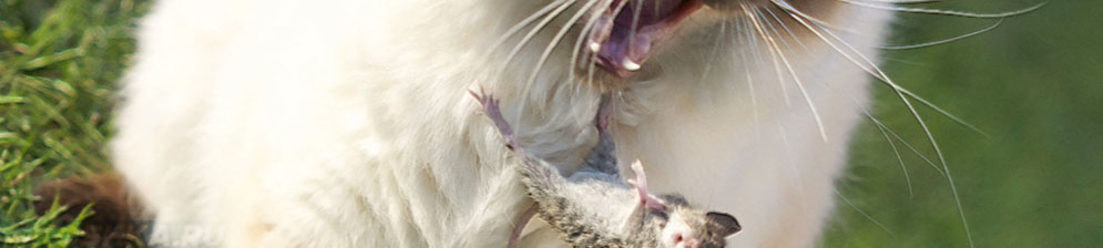 Стерилизованная кошка ловит и охотится на мышку