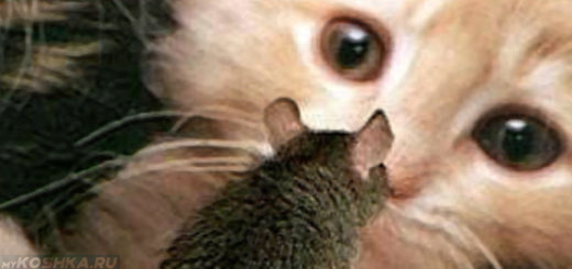 Кошка смотрит на мышку больную токсоплазмозом
