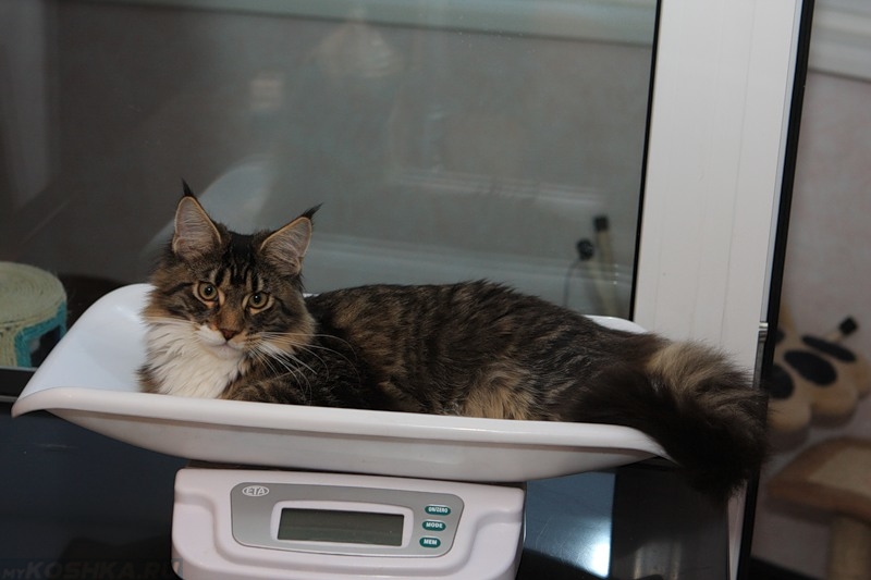 3 кота килограмм. Взвешивание кота. Кот 7 кг. Весы с котятами. Кот 5 кг.