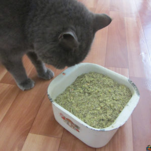 Кошка внимательно обнюхивает траву валерьяны