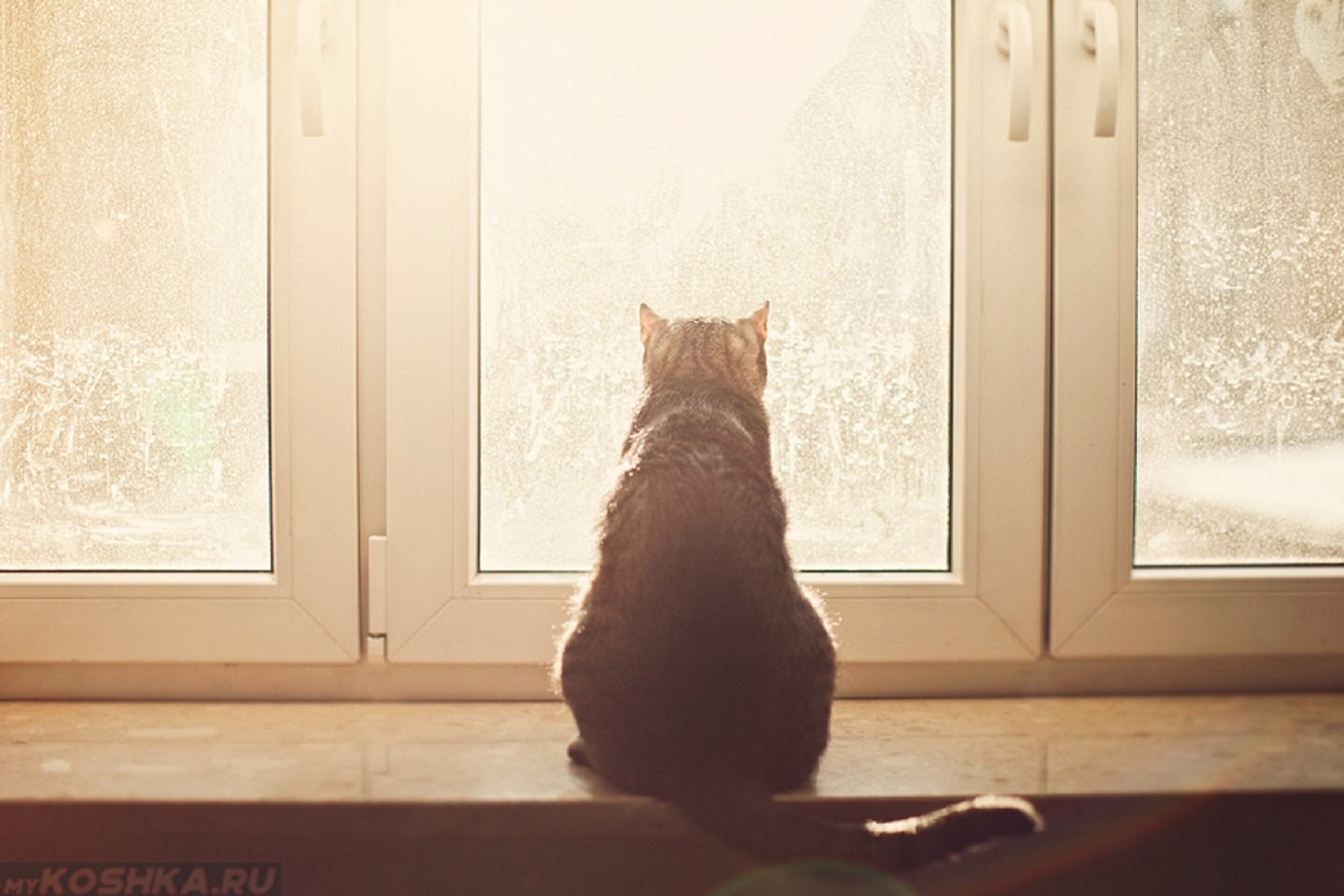 Также очень ждем. Кот ждет. Кошка на окне. Котик у окна. Кошки на окошке.