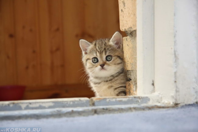 Котенок смотрит из окна