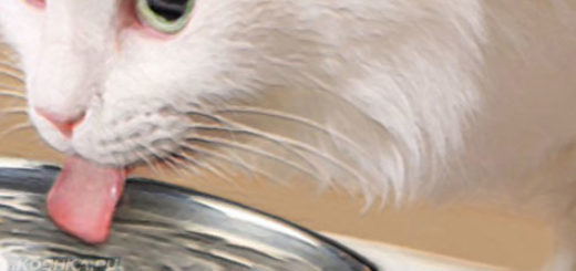 Кошка пьёт воду из миски