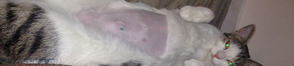 Кошка сразу после стерилизации